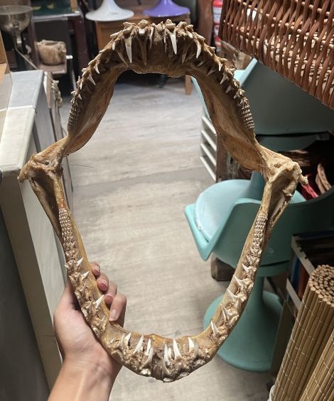 prop de boca de tiburon